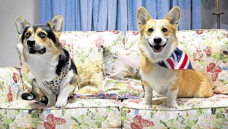 Two corgi dogs named Percy (left) and Obi during the Corgicam event at Leadenhall Market, central London