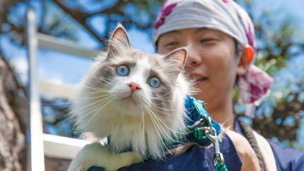 Thai report cat-to-human COVID infection