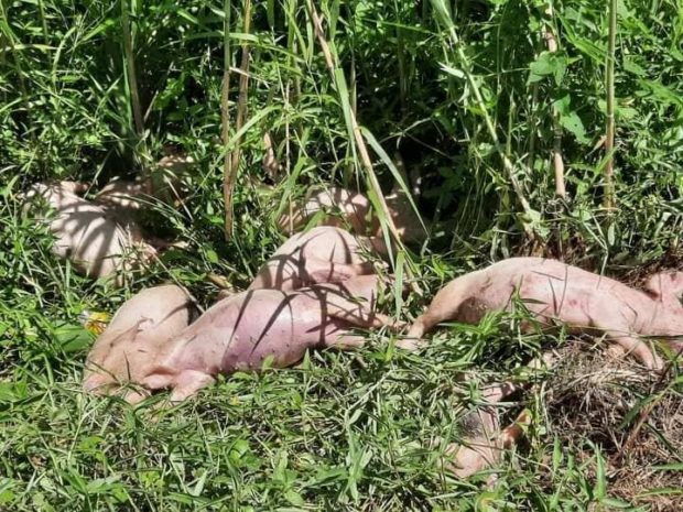 Dumping of dead pigs in Cagayan town roadside probed