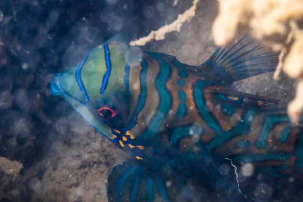 Colourful mandarin fish spotted in Singapore waters for first time, likely from aquarium trade 