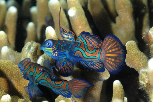Colourful mandarin fish spotted in Singapore waters for first time, likely from aquarium trade 