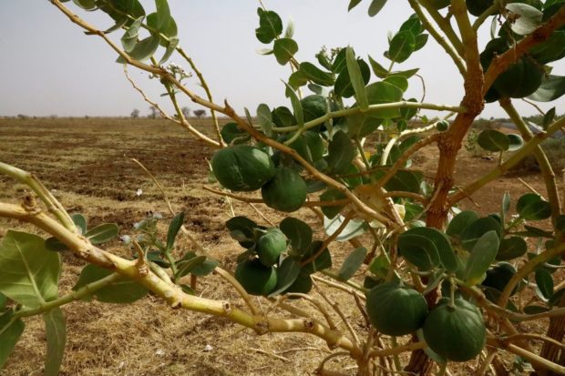 Sudanese farmers warn of failing harvests as hunger rises