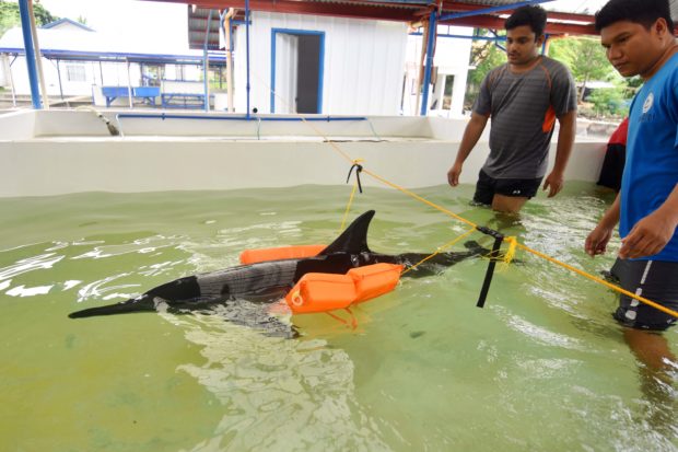 Stranded dolphin in Pangasinan rescued
