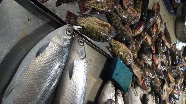 Milkfish and tilapia at a market. STORY: Decline in fish output seen in 4th quarter