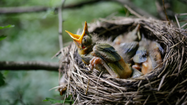 Spain's heatwave taking a toll on young birds