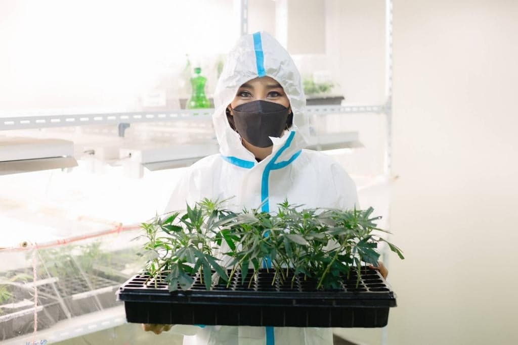 Jongkasem Julakham-Platon showing cannabis seedlings