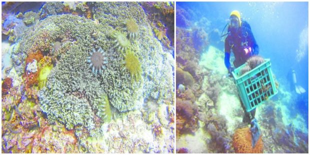 A diver collects the poisonous crown-ofthorns starfish (left) in the waters near Tingloy, Batangas, during a cleanup operation in May. STORY: Batangas waters cleared of harmful starfish species