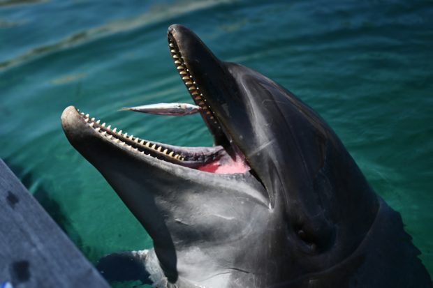 ‘Don’t go near’: Japan beachgoers warned over biting dolphin