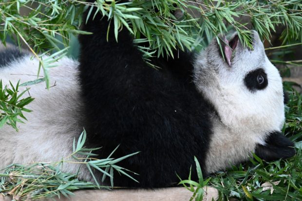 Fossil discovery solves mystery of how pandas became vegetarian