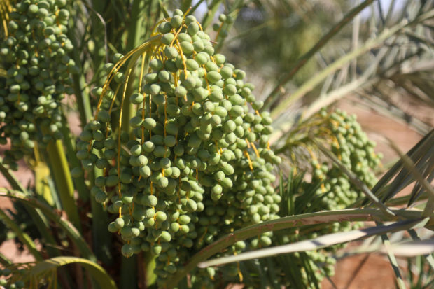 Iraq’s date palms: rescuing a national icon