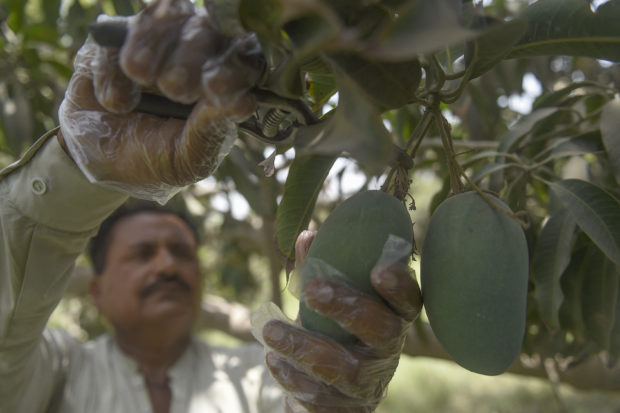 Pakistan’s prized mango harvest hit by water scarcity