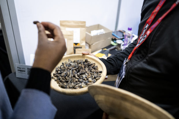 South African entrepreneur seeks to turn caterpillars into tasty snacks