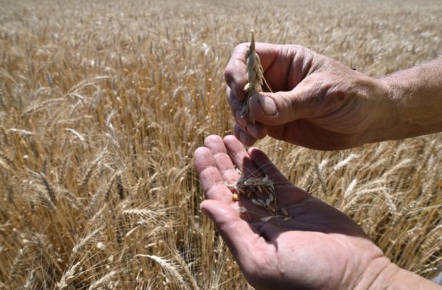 Wheat war: Ukraine conflict raises hunger fears