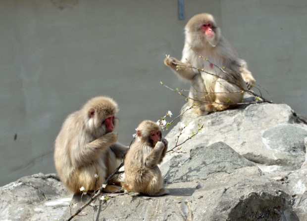 Marauding monkeys injure 42 in Japanese city