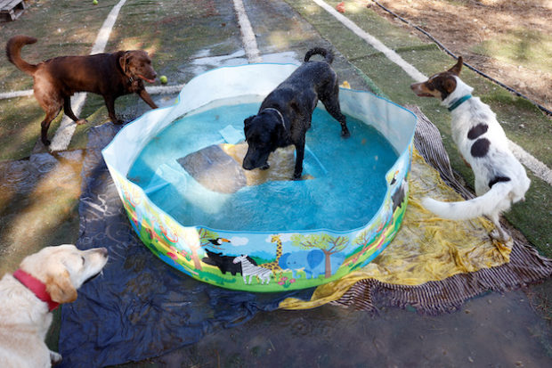 Dogs playing at a pool in Spain during its second heatwave of 2022. STORY: Spain swelters as temperatures reach 43°C in 2nd heatwave