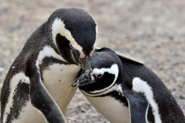 Scientists uncover history of ‘ridiculously charming’ penguins