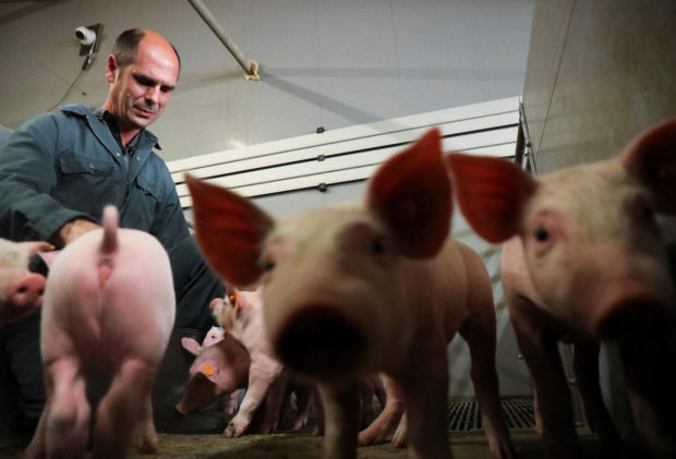 Shakin’ bacon? Belgian researchers study pigs’ response to music