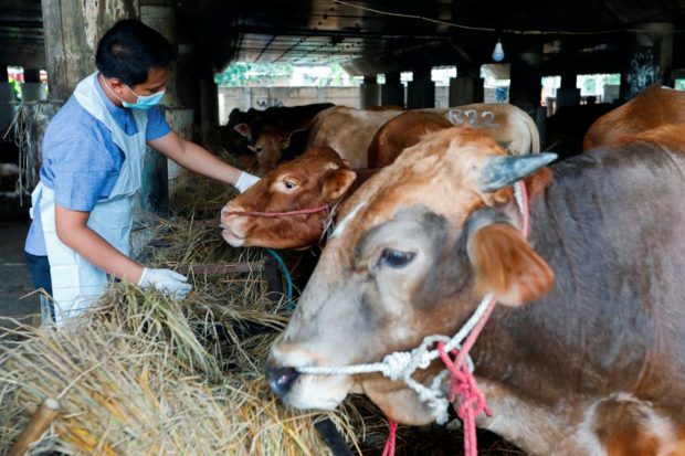 Foot and mouth disease casts shadow over Eid festival in Indonesia