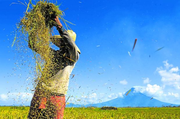 Catanduanes, 7 other provinces tapped to pioneer golden rice