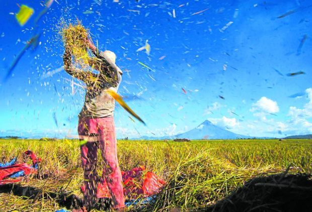 File photo showing a rice farmer in Tiwi, Albay. 
