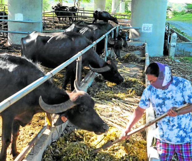 Dairy farm in Pangasinan. STORY: Dairy farms help feed kids, fight poverty in Pangasinan
