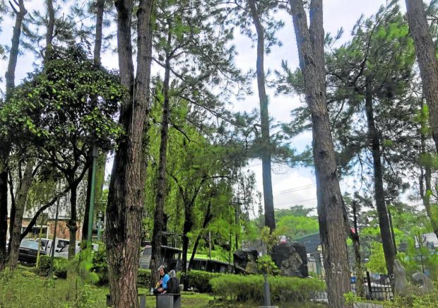 Baguio’s diminished pine cover includes trees standing between houses and buildings. Government environmentalists are now protecting the surviving pine trees, and have been studying even pests that destroy the sensitive species. STORY: Summer capital eyes declaring Benguet pine as heritage tree