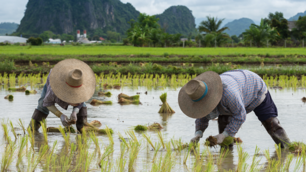 DA distributes hybrid rice seeds farmers cash subsidies
