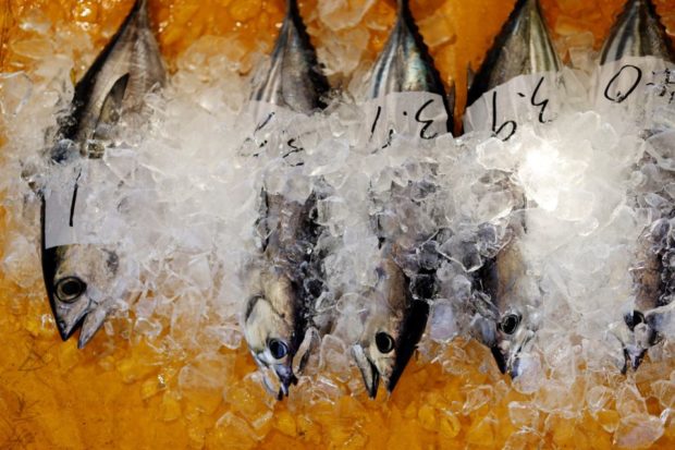 Oily 'katsuo' fish may foreshadow climate change and threaten Japanese sushi