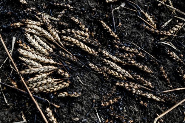 Ukrainian farmers rush to harvest grain from fields near frontline