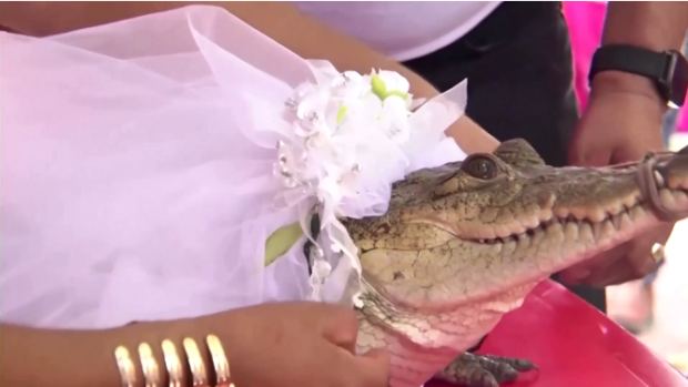 A small-town Mexican mayor married his alligator bride in a colorful ceremony. Traditional music rang out and revelers danced while imploring the indigenous leader to seal the nuptials with a kiss.