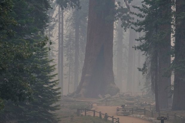 Giant sequoias may benefit from fire in California’s Yosemite, official says