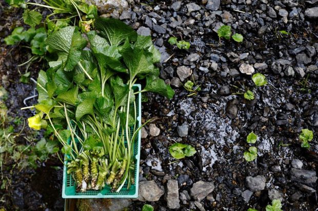 Japanese horseradish farmers fear for future amid climate change