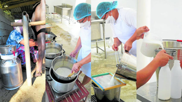 The process of extracting milk from dairy carabaos 