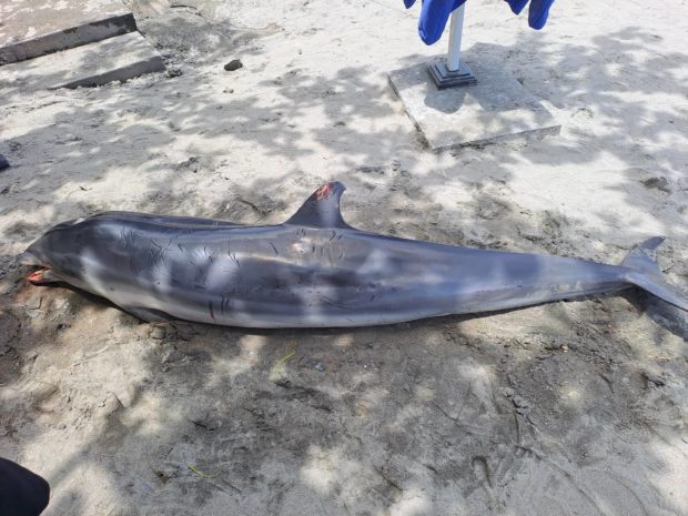 This Fraser’s dolphin (Lagenodelphis hosei) died due to severe jaw injuries after it was found in the shallow waters of Barangay Urbiztondo in San Juan town, La Union province on Monday, July 18. (Photo courtesy of Dr. Hasmin Chogsayan)