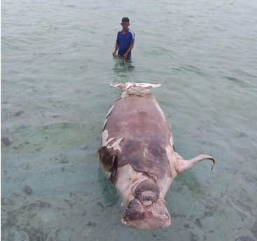 A dead sea cow, locally known as a “dugong,”