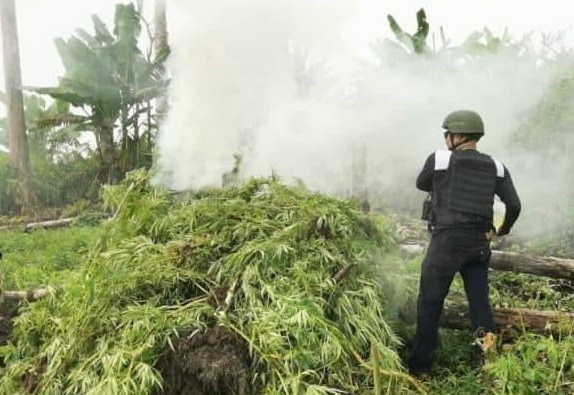 DESTROYED. Part of the marijuana plants uprooted in Maguing, Lanao del Sur are set ablaze by government forces. (Photo from Lanao del Sur PNP)