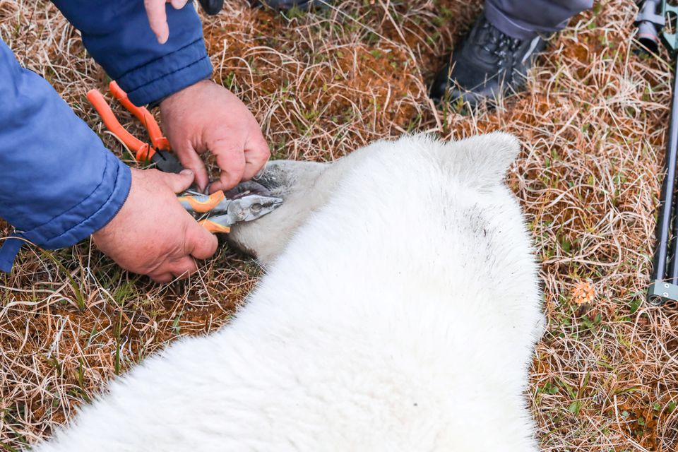 Specialists remove a tin can from a tongue of a sedated female polar bear 