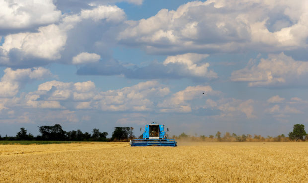 Ukraine's Zelenskiy says harvest could be halved by war