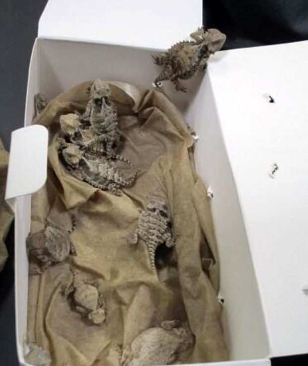 This image provided by US Customs and Border Protection (CBP), shows lizards confiscated at the San Ysidro border crossing in California in February 2022. - A smuggler hid snakes and horned lizards around his groin as he tried to sneak them into the US, customs officials say. The man had 52 bags of reptiles secreted about his body when he was asked to step out of his truck at the San Ysidro border crossing in California. The bagged reptiles -- later identified as 43 horned lizards and nine snakes -- were hidden in his jacket, his trouser pockets and his groin area, officials said. "Smugglers will try every possible way to try and get their product, or in this case live reptiles, across the border," said Sidney Aki of the CBP in San Diego. (Photo by US Customs and Border Protection / AFP) / RESTRICTED TO EDITORIAL USE - MANDATORY CREDIT "AFP PHOTO / US Customs and Border Protection" - NO MARKETING NO ADVERTISING CAMPAIGNS - DISTRIBUTED AS A SERVICE TO CLIENTS