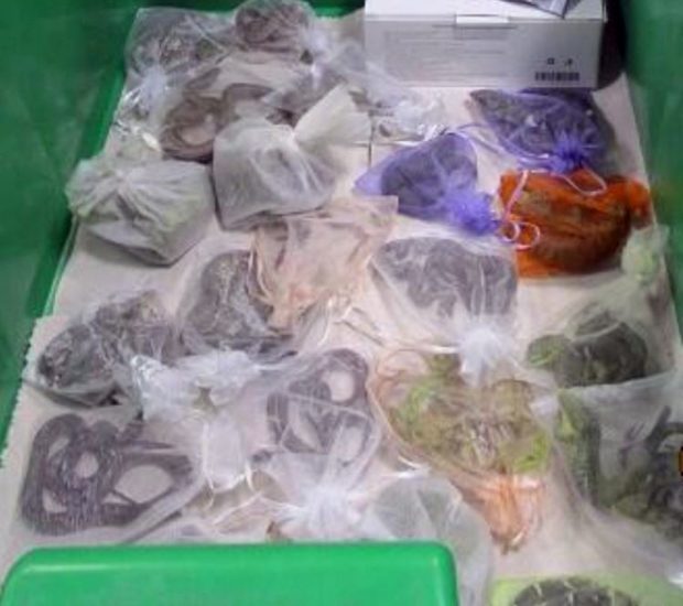 This image provided by US Customs and Border Protection (CBP), shows snakes and lizards in bags confiscated at the San Ysidro border crossing in California in February 2022. - A smuggler hid snakes and horned lizards around his groin as he tried to sneak them into the US, customs officials say. The man had 52 bags of reptiles secreted about his body when he was asked to step out of his truck at the San Ysidro border crossing in California. The bagged reptiles -- later identified as 43 horned lizards and nine snakes -- were hidden in his jacket, his trouser pockets and his groin area, officials said. "Smugglers will try every possible way to try and get their product, or in this case live reptiles, across the border," said Sidney Aki of the CBP in San Diego. (Photo by US Customs and Border Protection / AFP) / RESTRICTED TO EDITORIAL USE - MANDATORY CREDIT "AFP PHOTO / US Customs and Border Protection" - NO MARKETING NO ADVERTISING CAMPAIGNS - DISTRIBUTED AS A SERVICE TO CLIENTS