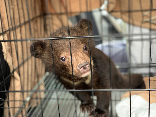 Anger after bear cub tortured to death in Mexico