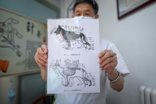 Beijing’s pet lovers turn to acupuncture to treat their furry friends