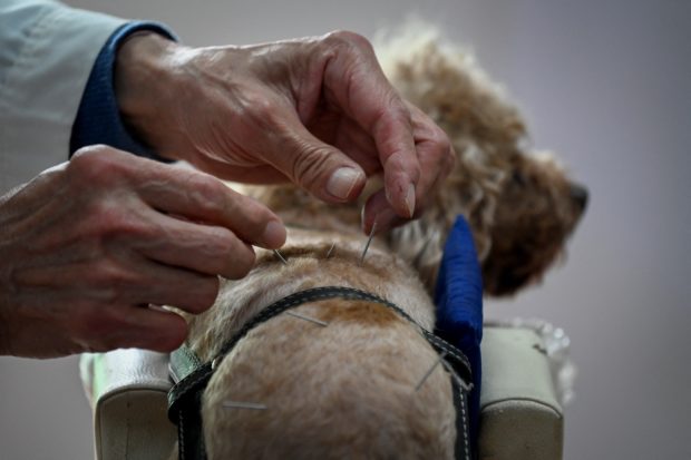 Beijing’s pet lovers turn to acupuncture to treat their furry friends