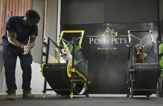 Hot dogs: UAE’s perspiring pooches get airconditioned workout