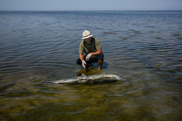 Black sea dolphins casualties of Russia’s war in Ukraine