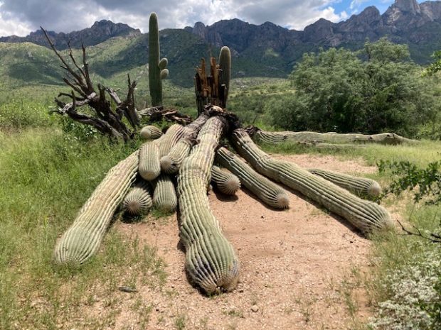 Giant 200-year-old cactus toppled by heavy rain in US