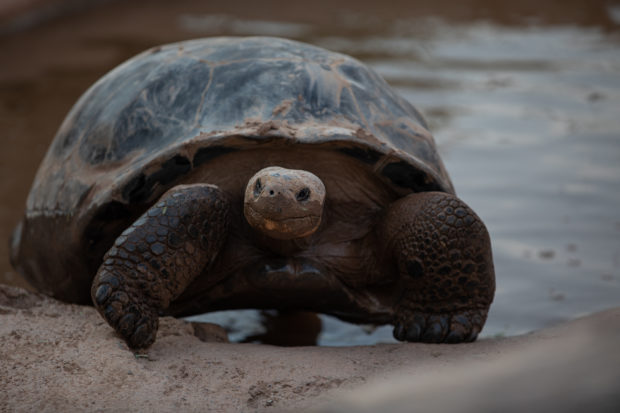 Ecuador investigates killing of four Galapagos giant tortoises