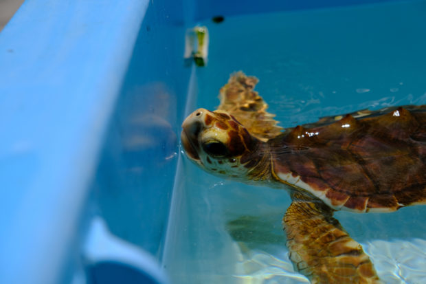 Hotter summers mean Florida’s turtles are mostly born female