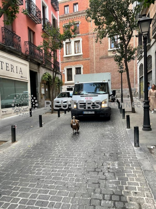 Wild vulture rescued after wandering the streets of Madrid