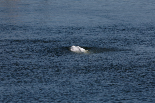 France mulls transporting beluga whale in Seine river back to sea